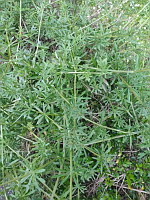 Gaillet gratteron (photo Mrugala F.)(2)